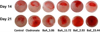 Phytochemical Analysis, Antioxidant and Bone Anabolic Effects of Blainvillea acmella (L.) Philipson